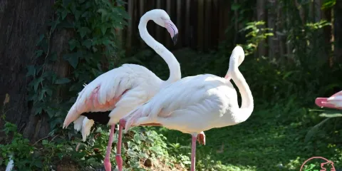 新竹市立動物園門票優惠票(非新竹市民)