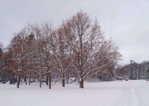 Купиттаа парк