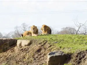 Yorkshire Wildlife Park