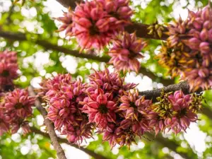 中国科学院華南植物園