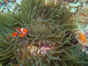 Diving in Semporna