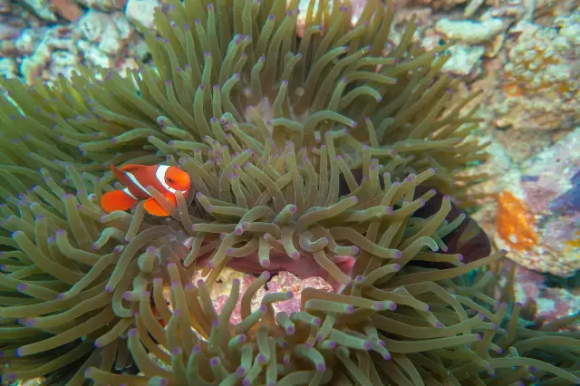 Diving in Semporna