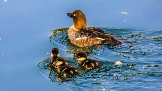 Inglewood Bird Sanctuary & Nature Centre