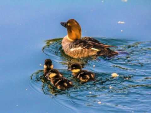 エア･カナダ オタワ⇒カルガリー
