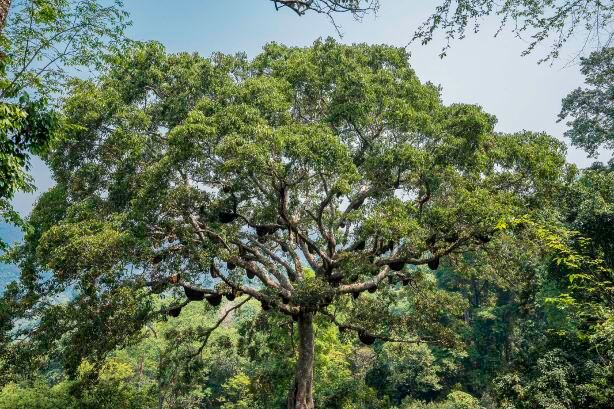 Bee God Tree