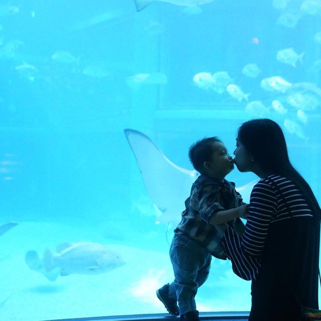 【 可以觀賞到鯨鯊的水族館 】