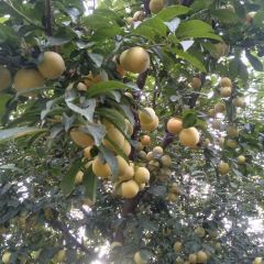 大丰收农家园 User Photo