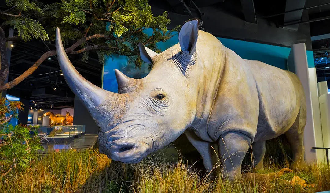 4_Wuhan Natural History Museum·Behring River Lifer Museum