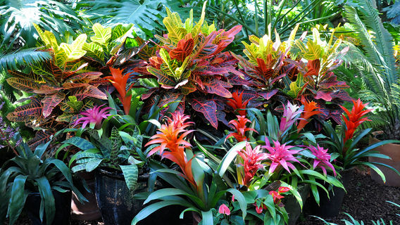 Samuel P Taylor State Park