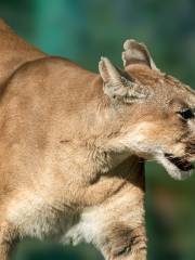 合肥野生動物園