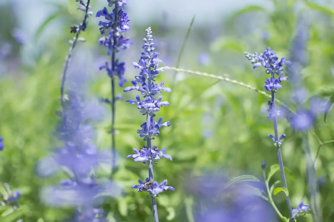 라벤더 NE 장원 주변 호텔