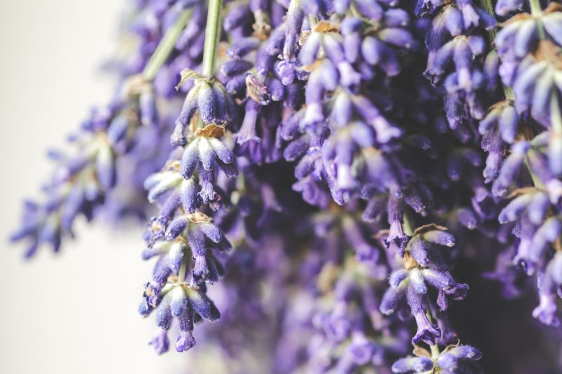 Huocheng Lavender Fields