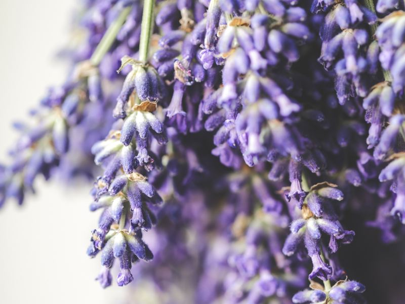 Huocheng Lavender Fields