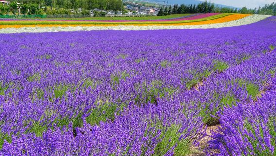 House made by waste material