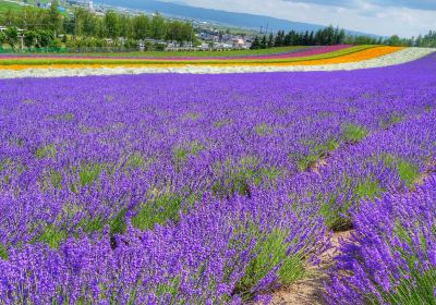Furano
