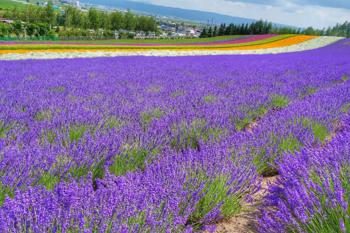โรงแรมใกล้Furano-shi