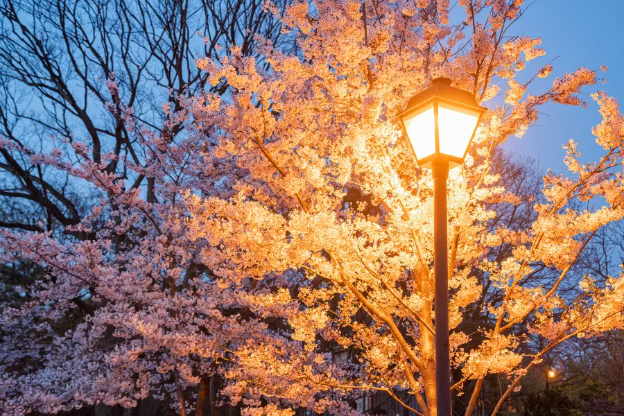 桜洲