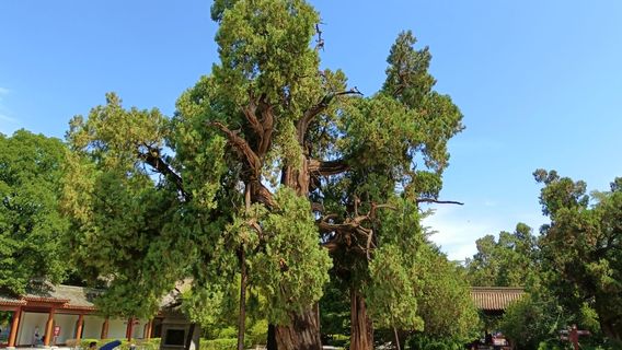 Cypress Planted by Yellow Emperor