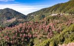 Wuliang Mountain Sakura Valley