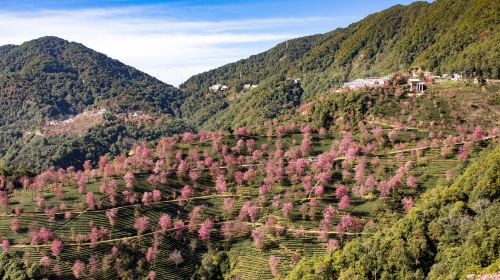 Wuliang Mountain Sakura Valley