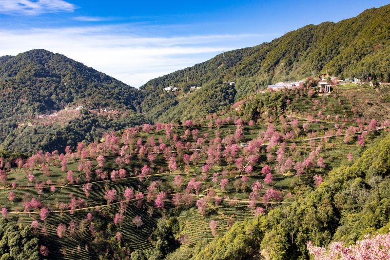 Wuliang Mountain Sakura Valley