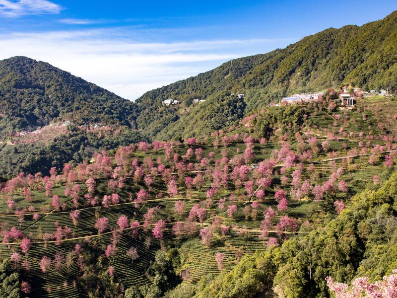 無量山櫻花谷