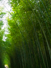 Green Bamboo Garden