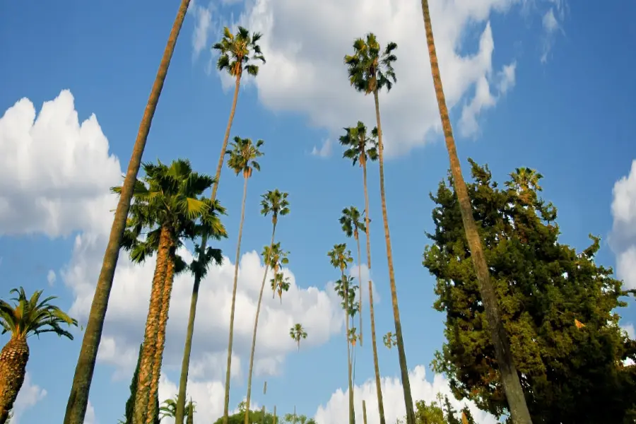 Hollywood Forever Cemetery