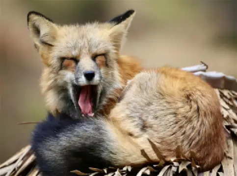 青島森林野生動物世界（青島・フォレストワイルドライフワールド）