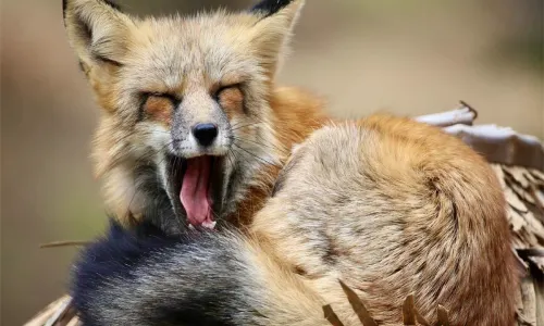 Qingdao Animal World