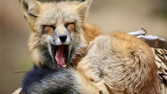 ชิงเต่าป่าสัตว์ป่าโลก