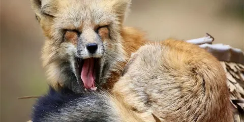 青島森林野生動物世界