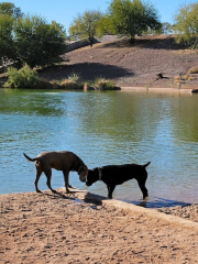 Cosmo Dog Park