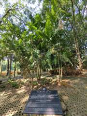 Wild Rubber Tree Germplasm Resource Nursery