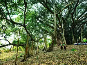 Mengka Village Single Tree Forest Scenic Spot