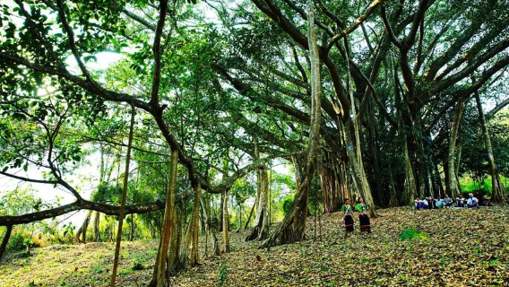 Mengka Village Single Tree Forest Scenic Spot