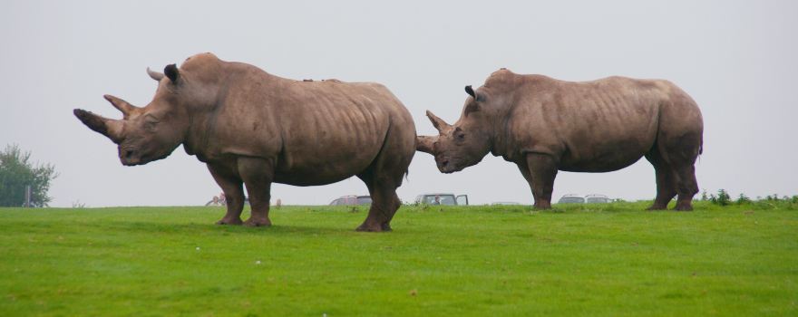 Whipsnade Zoo