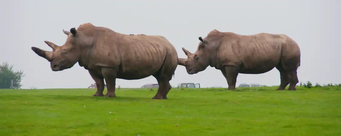 Hotels near Whipsnade Zoo
