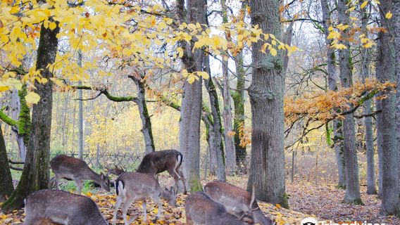 Elistvere Animal Park