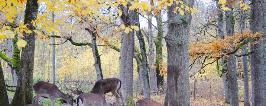 Elistvere Animal Park