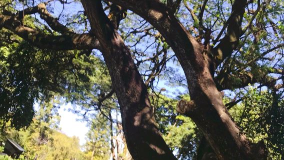 Taman Balai Kota Bandung