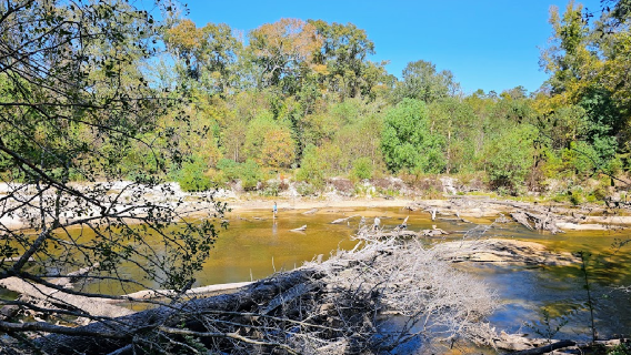 De Soto National Forest