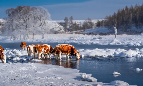Ice-free River