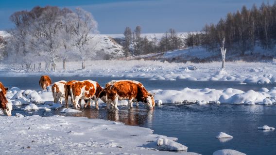 Ice-free River