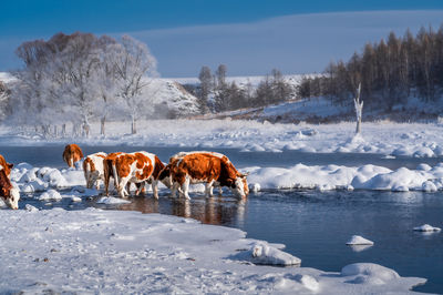 Ice-free River