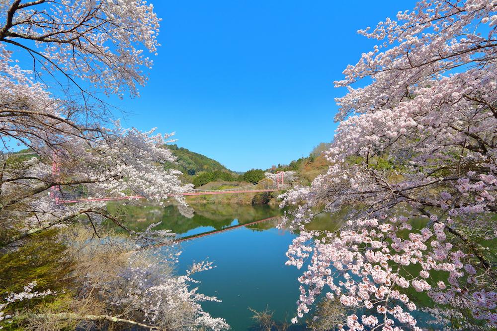 月瀨湖櫻花節 | 奈良市