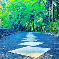 京都　日本最古の茶園　高山寺