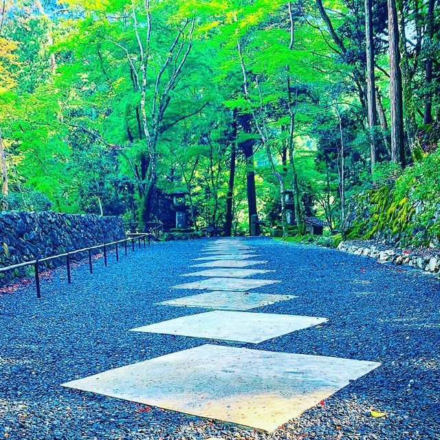 京都　日本最古の茶園　高山寺