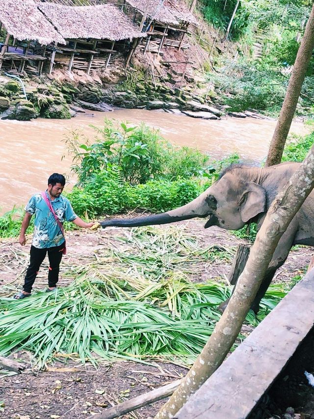 Breakfats with the elephants 