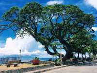 Exploring Apo island